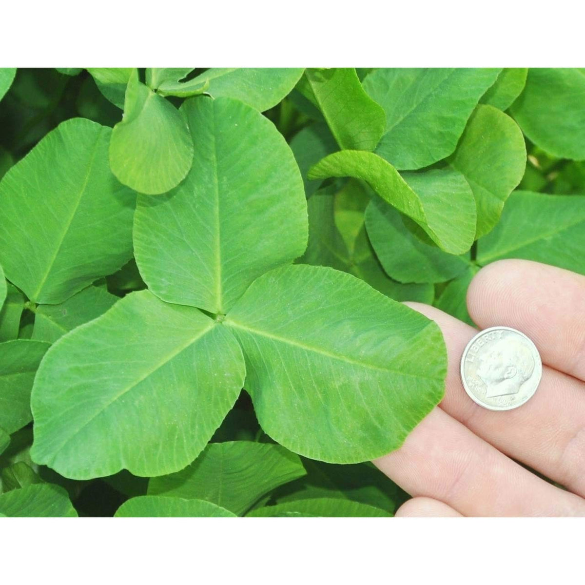 Deer Food Plot Seed Imperial Clover for Attracting & Nutrition - Cold & Drought Tolerant