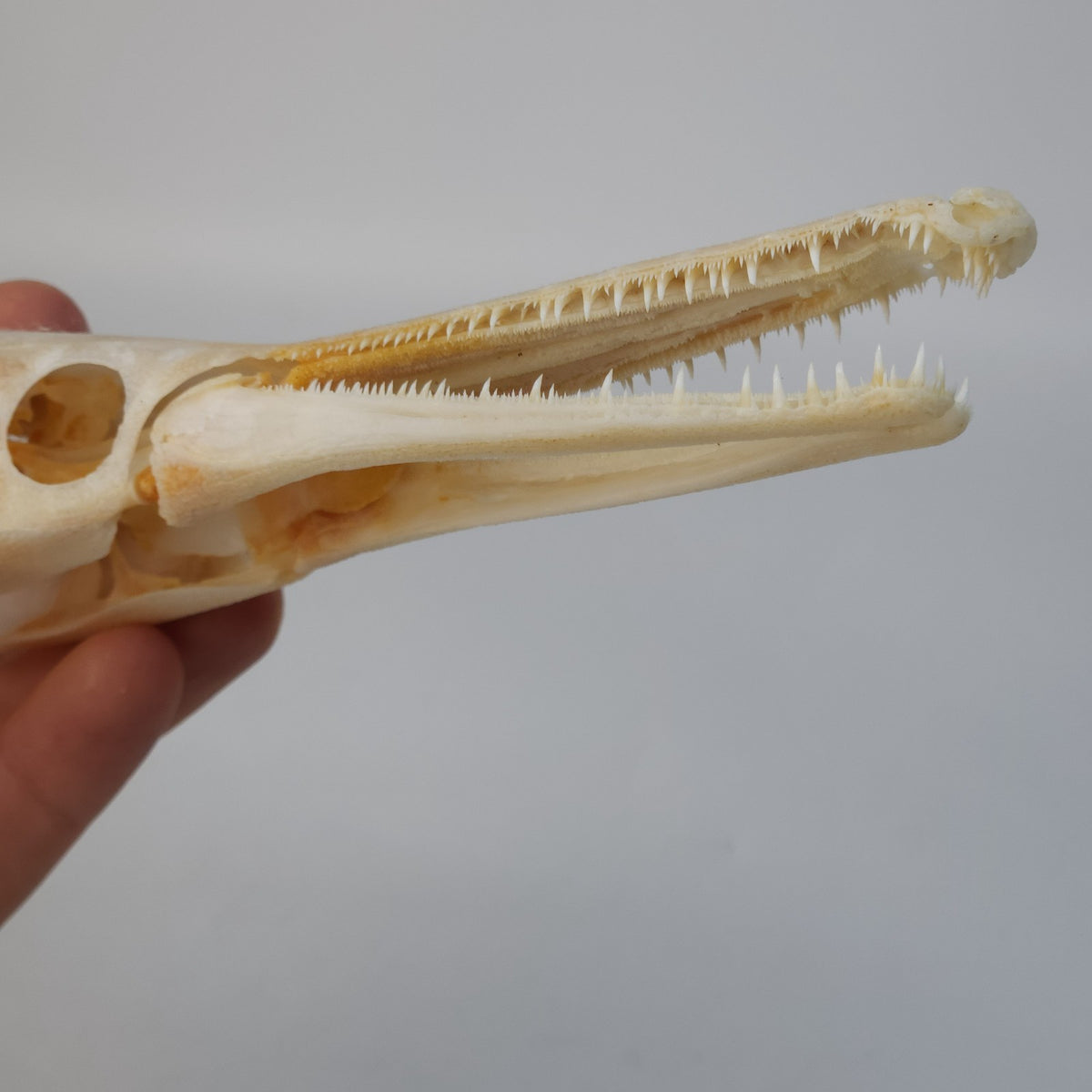 Real Spotted Gar Skull - Lepisosteus Oculatus - Decorative Fish Skull