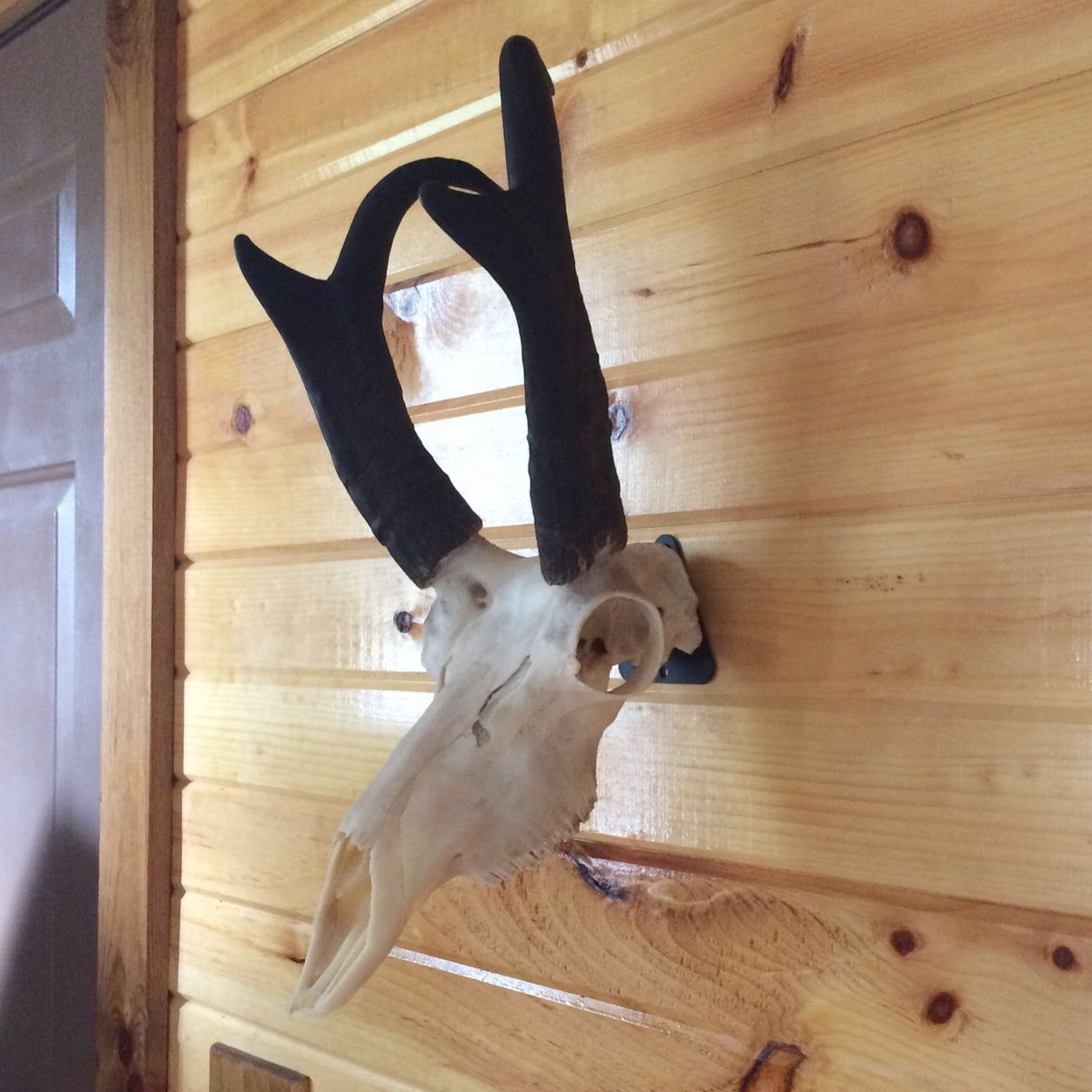 European Skull Mount Hanger - Deer Trophy Wall Hook for Taxidermy