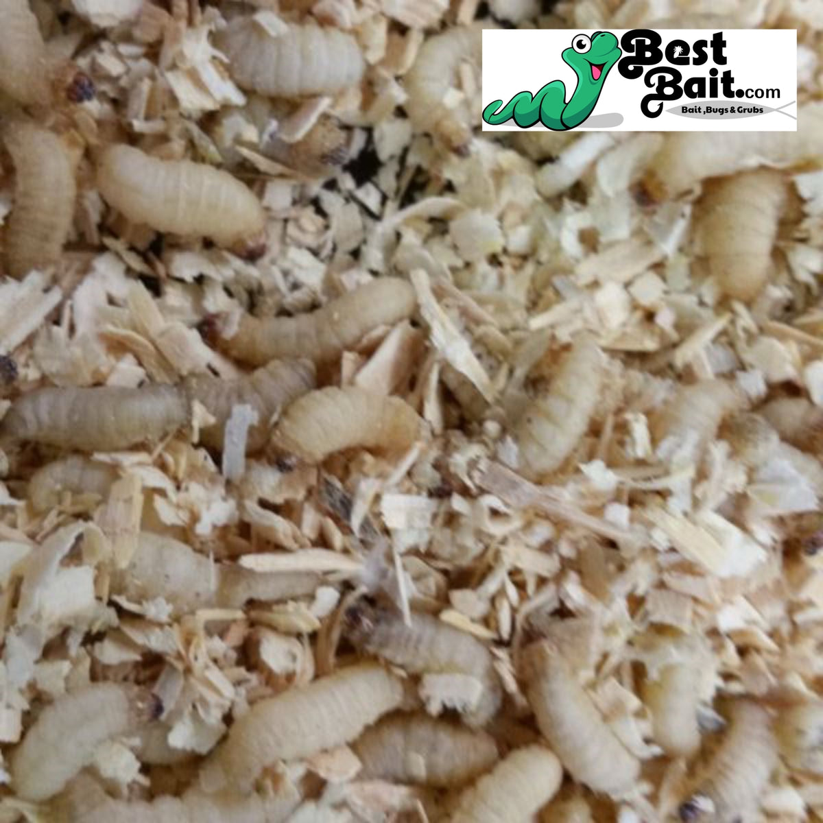 Live Waxworms for Fishing & Reptiles - Bulk Bait & Feeders