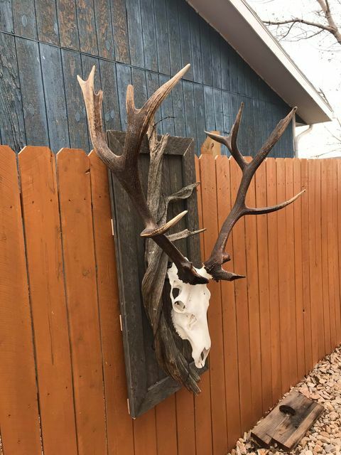 Heavy Duty Skull Hanger Bracket for Buffalo, Elk, Moose, Cattle Displays