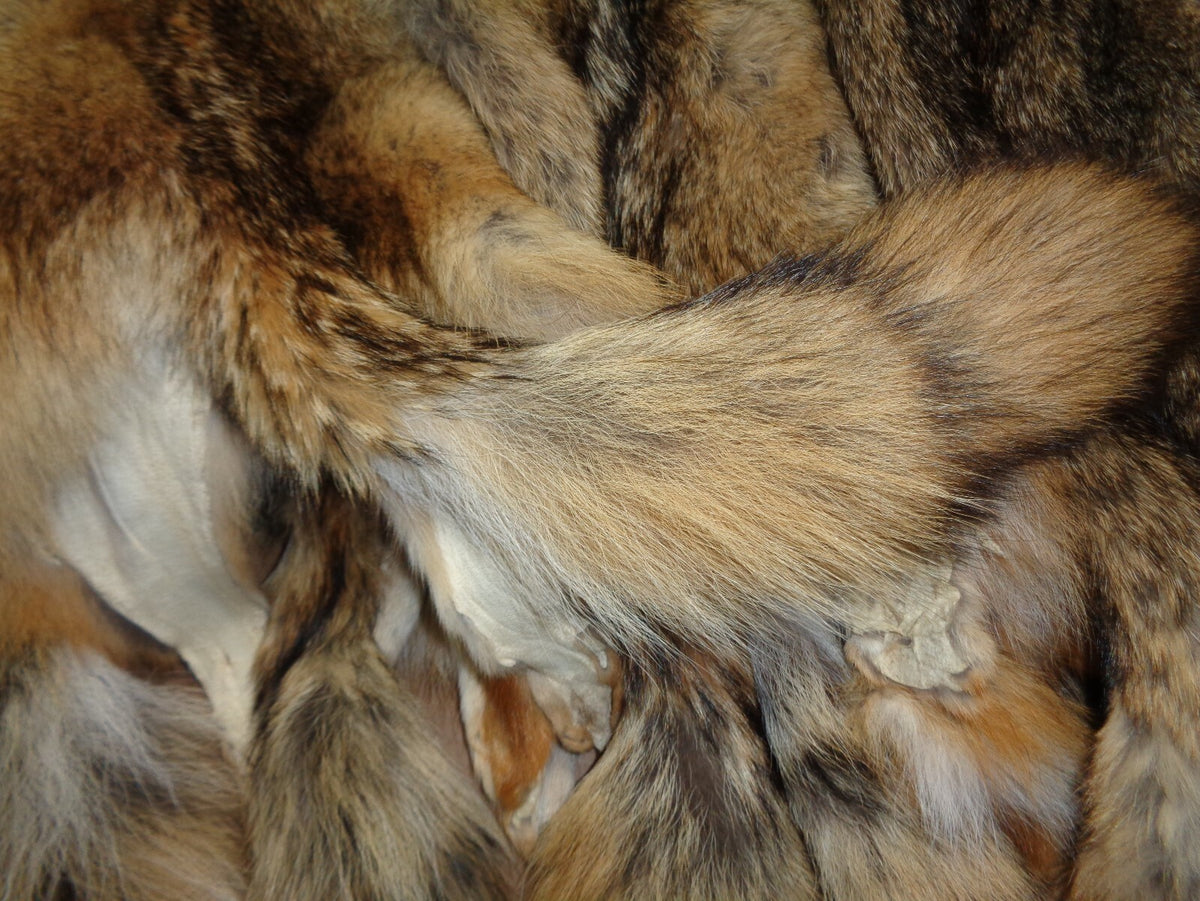 Prime Tanned Coyote Hide - XXL/XL Semi-Heavy Fur with Full Tail for Crafts & Taxidermy