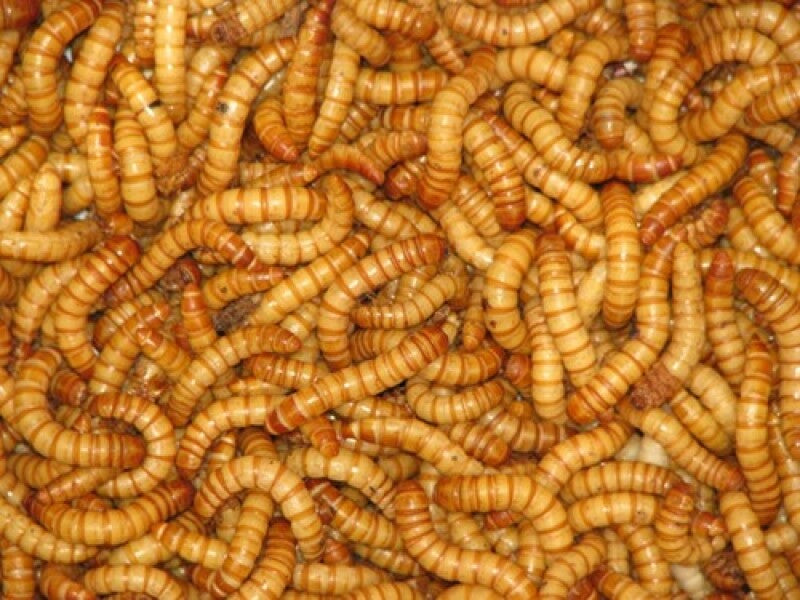Live Giant Mealworms for Fishing & Pet Feeding - 100 to 1000 Count