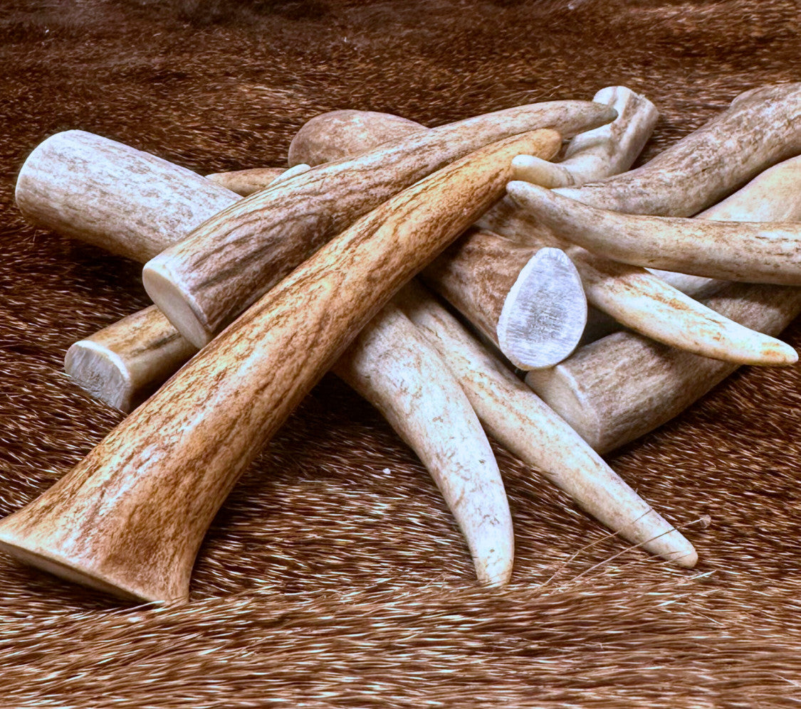 Premium Deer Antler Crafting Tips - A Grade, Multiple Sizes, 5 Pack