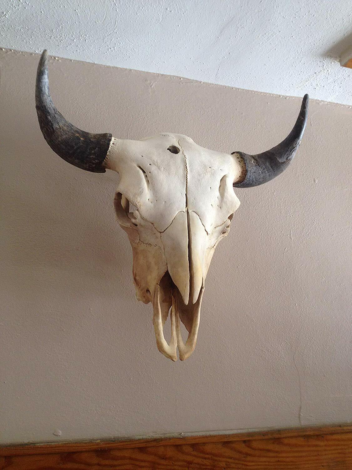 Heavy Duty Skull Hanger Bracket for Buffalo, Elk, Moose, Cattle Displays