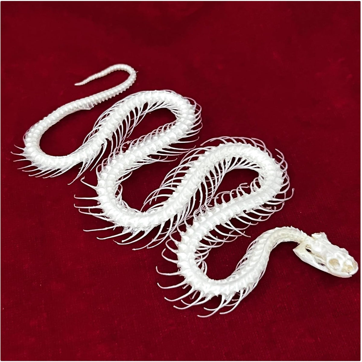Real Animal Skull Snake Skeleton for Education & Home Décor - Professionally Cleaned