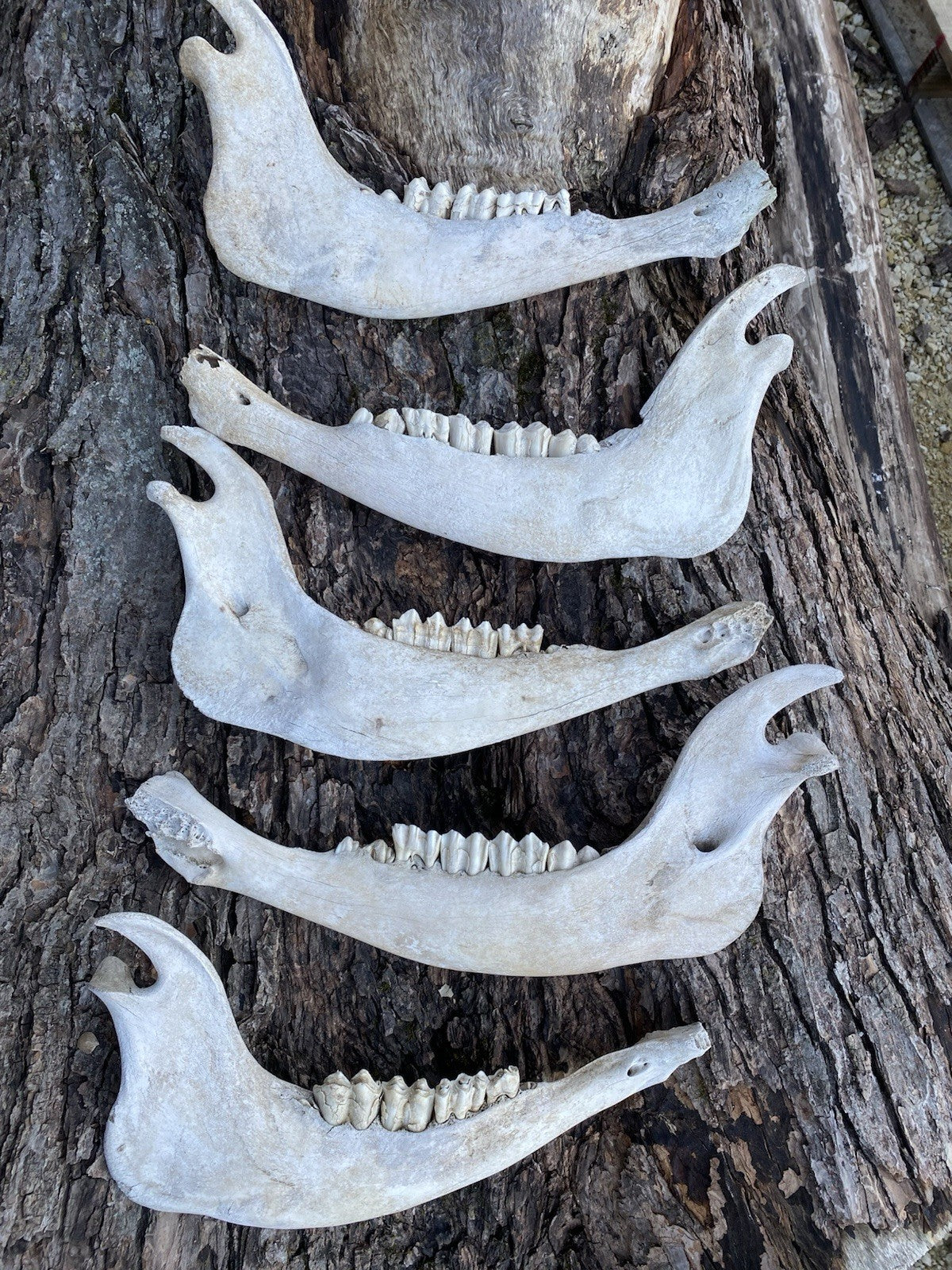 Large Buffalo/Bison Jaw Bones Log Cabin Decor - 16 Inches