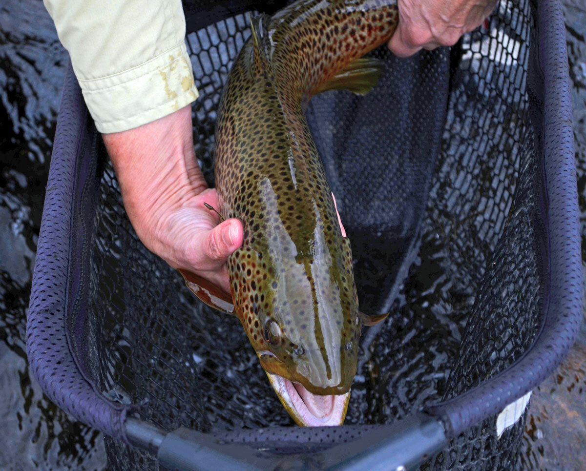 Premium Trout Fly Fishing Flies Olive Nymph Emergers - Guide Tied