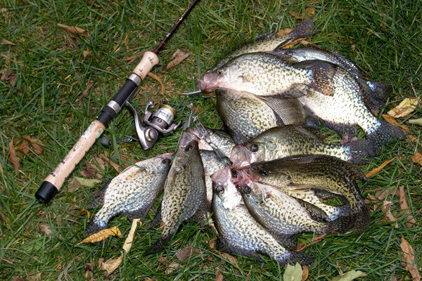 20 Pack Crappie Jigs 2-Inch Split Tail Fishing Lures for Panfish Bass